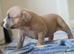 Pocket bully puppies
