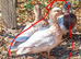 Pair & a Female Call Ducks