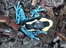 Powder blue dart frog youngsters