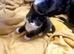Kittens