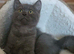 TICA British shorthair Kitten