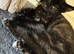 1 kitten looking for he’s loving homes