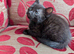 Kittens for sale