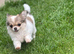 2 female pomchi