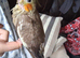 Hand reared cockateil
