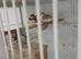 Zebra finches for sale
