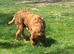 Fox Red Labrador Girl Wanting Family Home Only