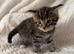 Maincoon kittens 7 weeks stunning