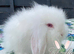Beautiful Mini Lion Lop Boys