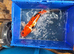 Koi - Various sizes Available