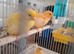 Canary's Hens and male's available