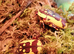 Pachnoda fissipunctum adult beetles