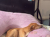 Daisy needs a new home
