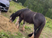13.2h mare and foal