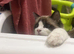 Beautiful ragdoll male for rehoming