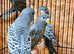 Blackface budgie