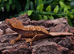 Juvenile Crested Geckos with full Lineage