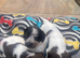 cocker spaniel puppies