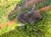 Mini lop lilac Bunny