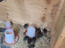 Jumbo coturnix quails chicks