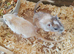 Male and female gerbil