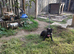 Patterdale terrier bitch