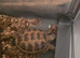 Tortoise for sale