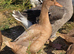 Crested Buff Orpington Duck