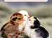 Beautiful polish and barbu d,uccle chicks available