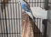 Budgie's