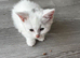 2 female white kitten ready for new homes