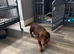 4 beautiful boy miniature dashhound