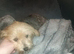 KC Miniature Yorkshire terrier
