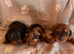 Stunning mini dachshund puppies
