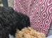 Unrelated boy and girl Cavapoo pups. Girl 5months, boy 4months