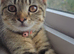 Millie- tabby BS