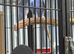 DF violet ringneck + violet pair