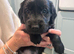 RKC BLACK FLAT COATED RETRIEVERS