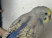 Cobalt blue clearing male