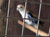 bonded pair of rosellas