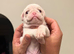 4 Prestige KC registered Pink Pug Puppies