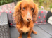 Lovely female spaniel