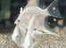 Platinum and Black Lace Angelfish £10 each