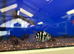 Convict X Polar Parrot Cichlids MIX