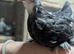 Pekins Chicks + Growers