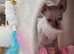 Female Sphynx