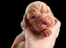 Beautiful cocker spaniel puppies