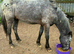 Apoloosa 2yr old gelding