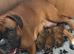 Champion breed boxer puppies