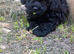 Petscanner mircochip Implanter